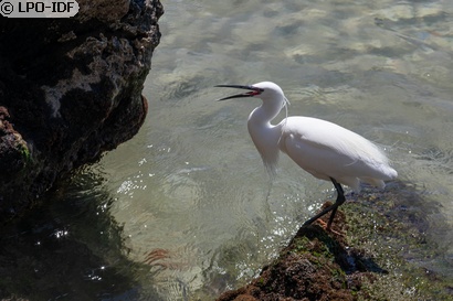 Aigrette garzette