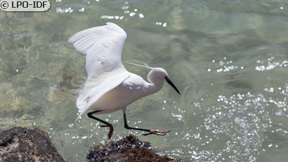 Aigrette garzette