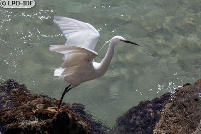 Aigrette garzette