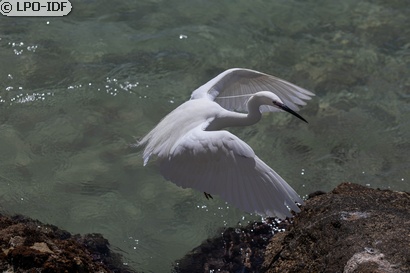 Aigrette garzette