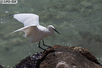 Aigrette garzette