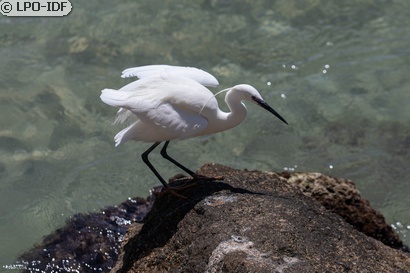 Aigrette garzette