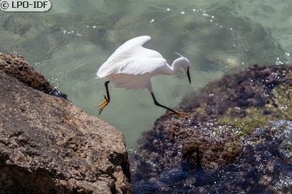 Aigrette garzette