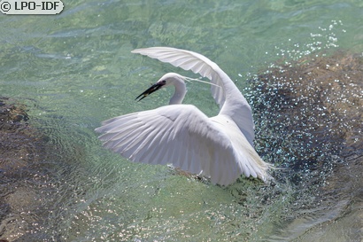 Aigrette garzette