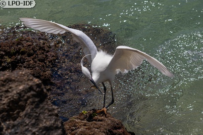 Aigrette garzette