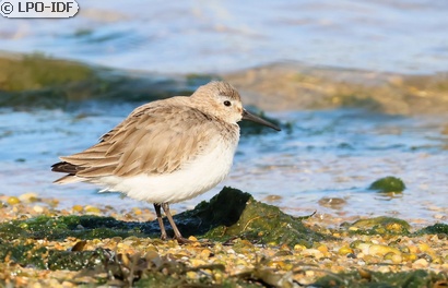 Bécasseau variable