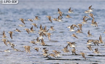 Bécasseau variable