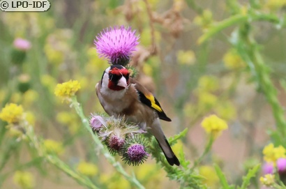 Chardonneret élégant