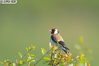 Chardonneret élégant