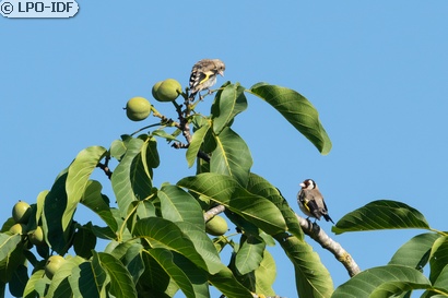 Chardonneret élégant