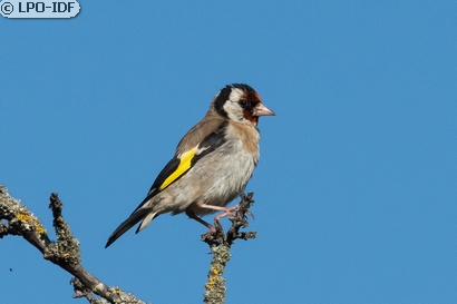 Chardonneret élégant