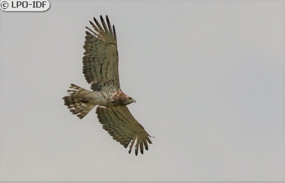 Circaète Jean-le-Blanc