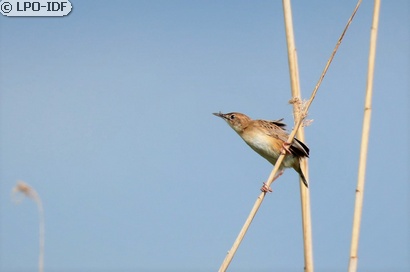 Cisticole des joncs