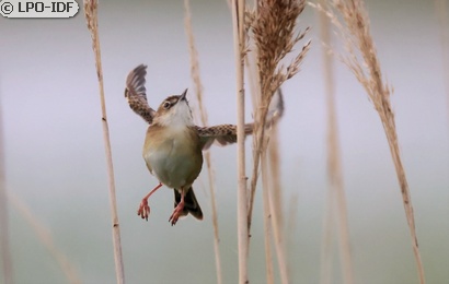 Cisticole des joncs