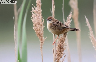 Cisticole des joncs