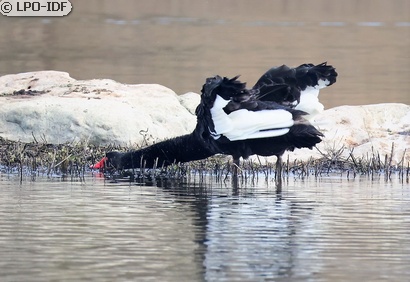 Cygne noir