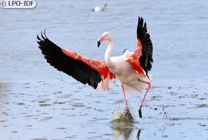 Flamant rose