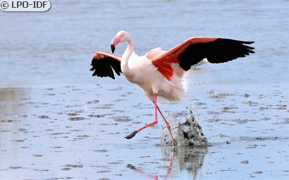 Flamant rose