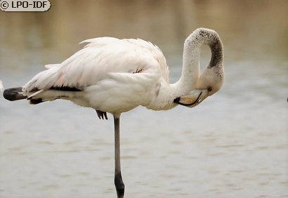 Flamant rose