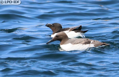 Guillemot de Troïl
