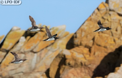 Guillemot de Troïl