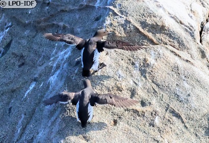 Guillemot de Troïl