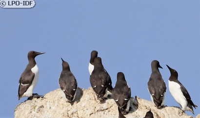 Guillemot de Troïl