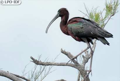 Ibis falcinelle