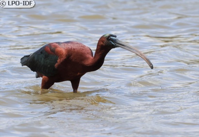 Ibis falcinelle