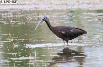 Ibis falcinelle