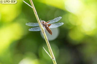 Libellule déprimée