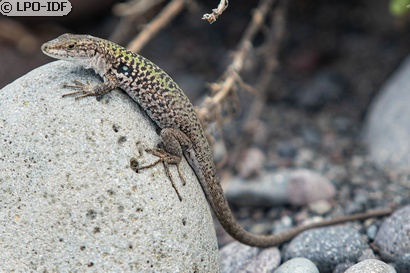 Lézard sicilien