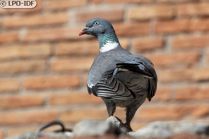 Pigeon ramier