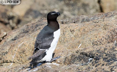Pingouin torda