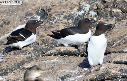Pingouin torda