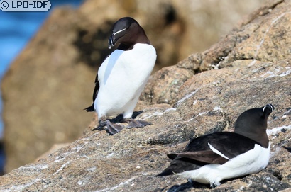 Pingouin torda