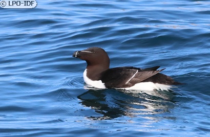 Pingouin torda