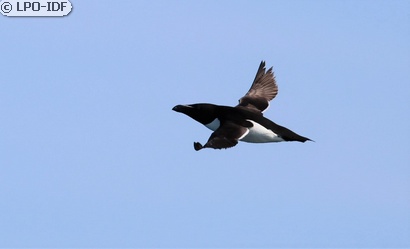 Pingouin torda