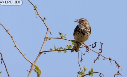 Pipit farlouse