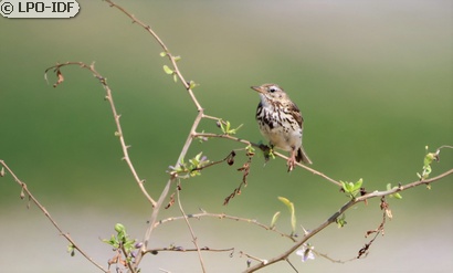 Pipit farlouse