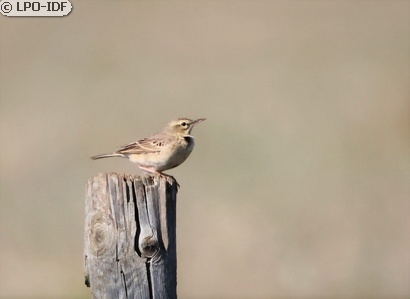 Pipit rousseline