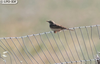 Pipit rousseline