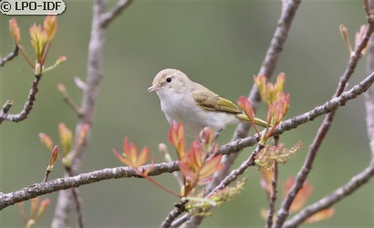 Pouillot de Bonelli