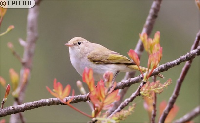 Pouillot de Bonelli