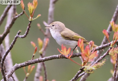 Pouillot de Bonelli