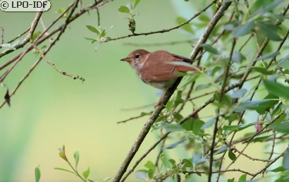 Rossignol philomèle