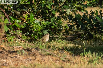 Rossignol philomèle