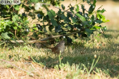 Rossignol philomèle