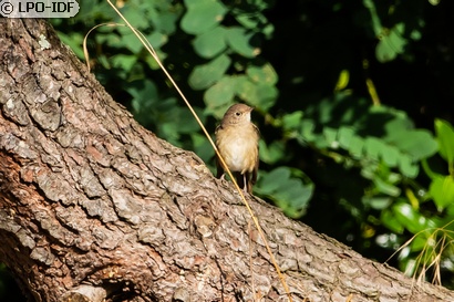 Rossignol philomèle