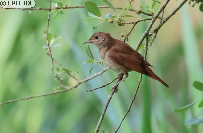 Rossignol philomèle